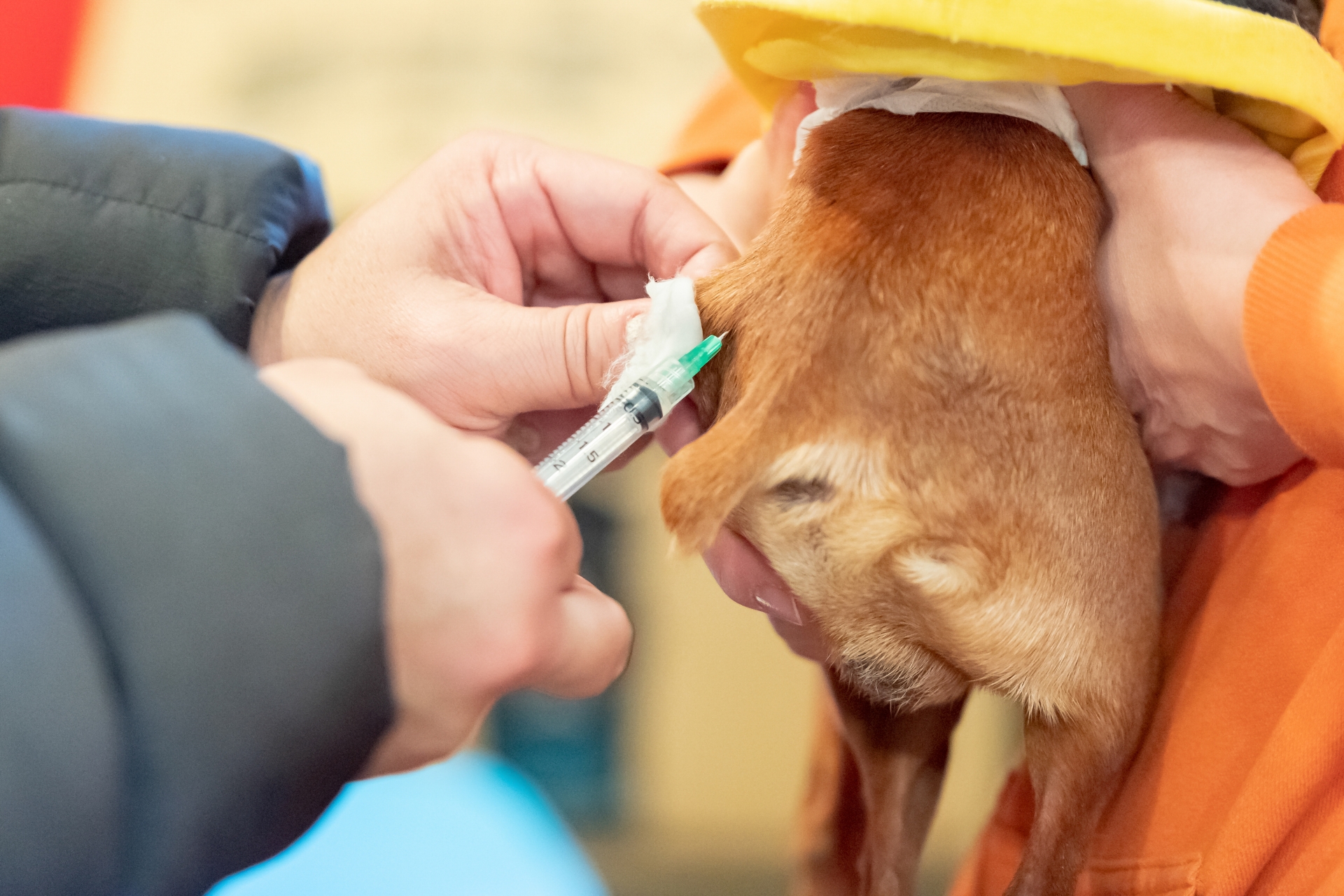犬のワクチンってなに？種類と接種時期をわかりやすく解説