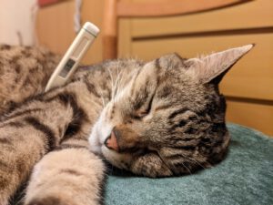 猫がごはんを食べないときに考えられる原因と対処法