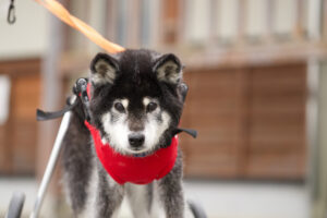 シニア犬・猫の健康チェックリスト
