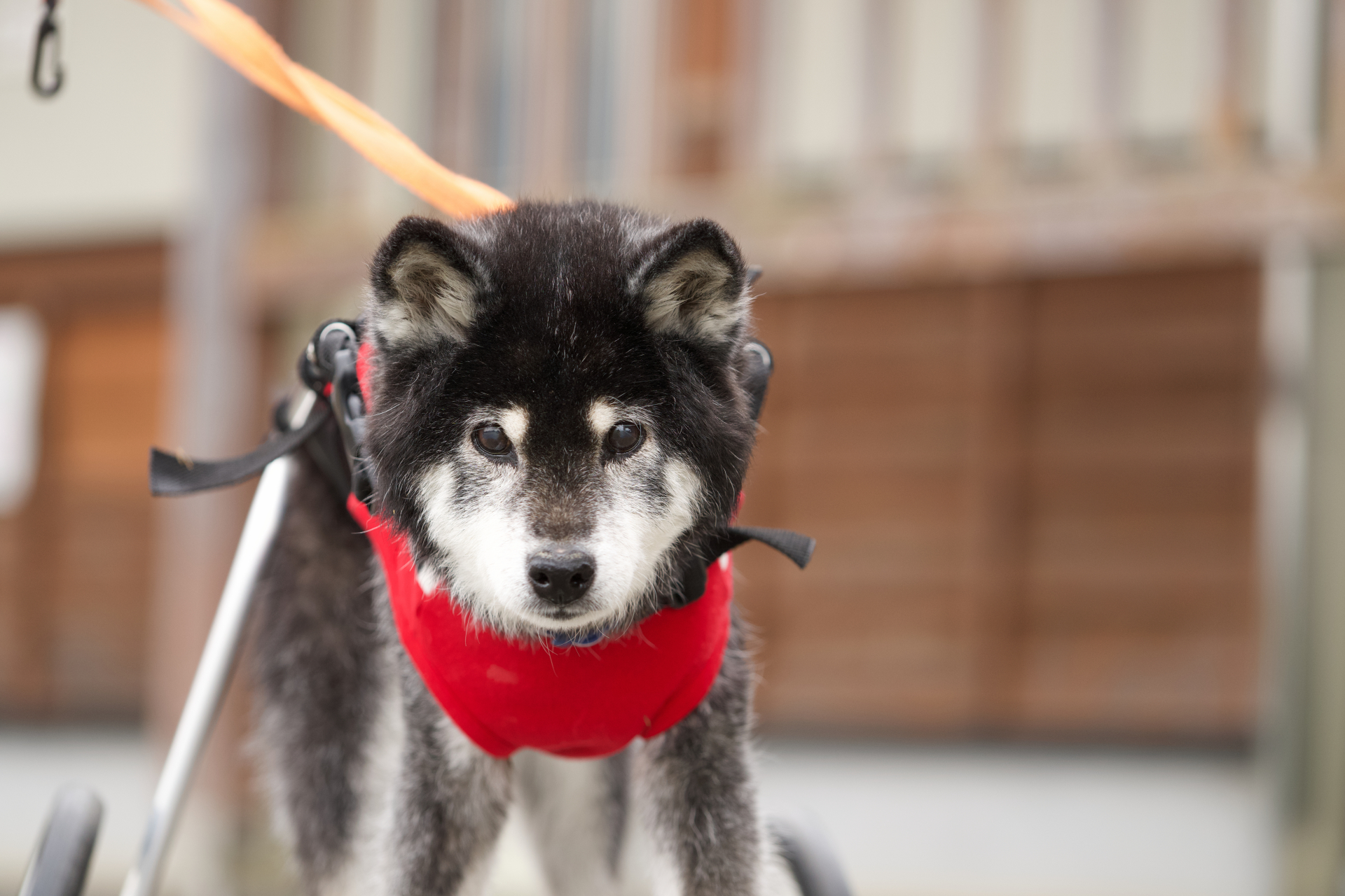シニア犬・猫の健康チェックリスト