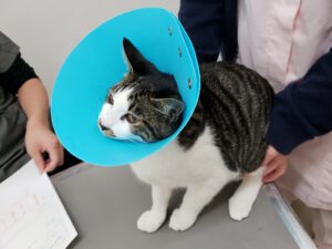 避妊・去勢手術のメリット・デメリット