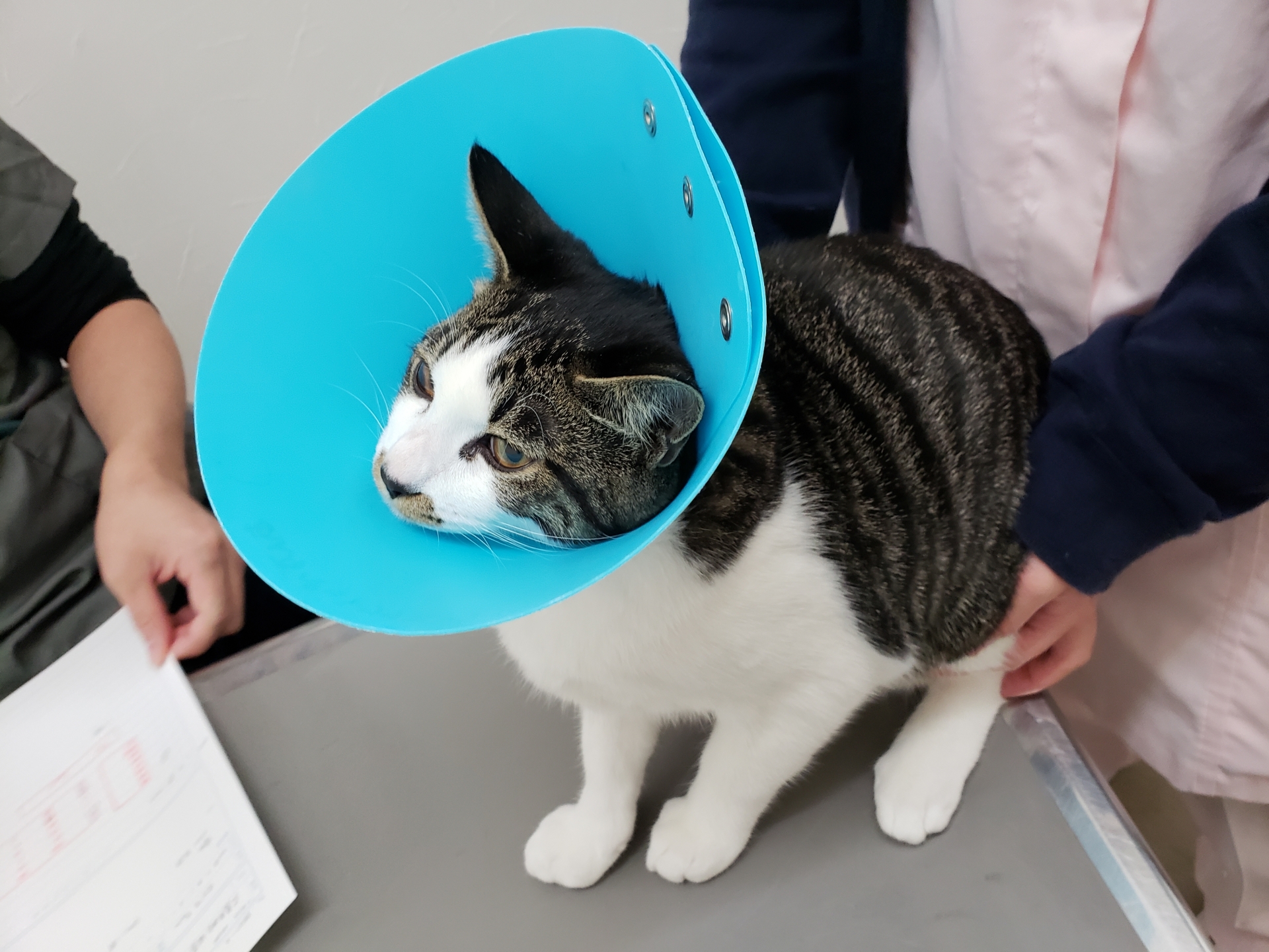 避妊・去勢手術のメリット・デメリット