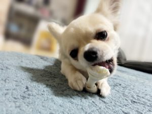 おうちでできる！犬・猫のデンタルケア入門