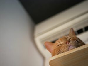 熱中症に注意！夏に気をつけたいペットの体調管理